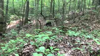 Patterdale terriers hunting [upl. by Marutani806]