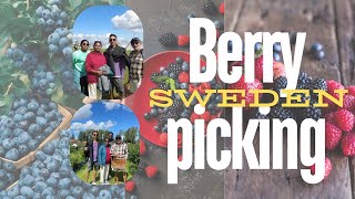 BERRY PICKING IN SWEDEN Part 2 [upl. by Sib550]