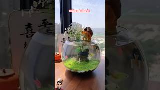 Try this mini aquarium at home aquarium diy shorts [upl. by Ateiram]