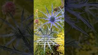 Eryngium Colbolt Star  Eryngium Flowers  Plants for Sun  Unusual amp Unique Plants to Grow [upl. by Wane]