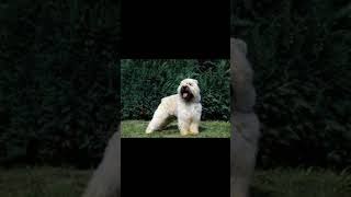 BOUVIER DES FLANDRES DOG  dogbreed [upl. by Beaner349]