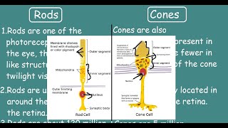 Rod cells vs Cone cells Quick Differences amp Comparisons [upl. by Pisarik872]