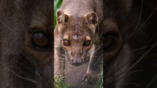 The Fossa A Vanishing Apex Predator 🦤🦣 shorts criticallyendangered endangered endangeredspecies [upl. by Aineles]