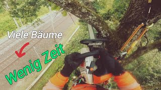 Weiter mit BaumkletternUProfil treecare chainsaw arborist treework subscribe [upl. by Adalbert]