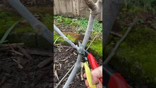 Pruning and Wrapping a Fig Tree for Winter  figs pruning gardening [upl. by Aztiram990]