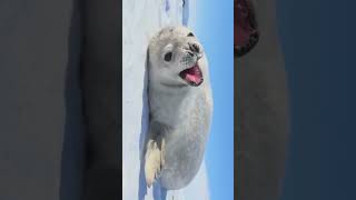 Seal Pup Relaxing seal sealife wildlife nature naturelovers [upl. by Lerim635]