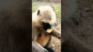 monkey funny videos chiks shorts chhotudada mrindianhacker viral monkeys funnytypes of mon [upl. by Ihsir]