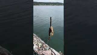 FISHING amp Caught a SCULPIN aka “Bullhead” or “Sea Scorpion” in the ATLANTIC OCEAN shorts fishing [upl. by Aremaj]