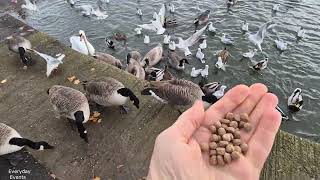 Feeding the Wildlife  Yeadon Tarn [upl. by Damalus313]