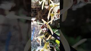 Coelogyne dayana speciesorchids indonesianorchids [upl. by Dinerman]