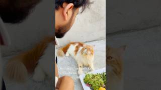 Billu sabziwala😳😳 catcomedy cat billicomedy billug catvideo sajidcat billucat [upl. by Wicks]