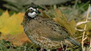 Bobwhite Quail Nest [upl. by Denie534]