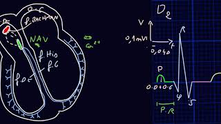 ECG  Introduction  Docteur Synapse [upl. by Magnolia]