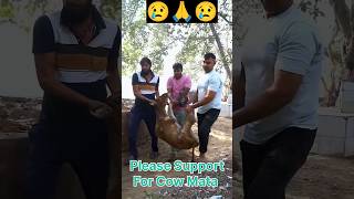 Please Save Animals 😭🙏 animals cow maa help wildlife nature bhagwan religion [upl. by Ravid]