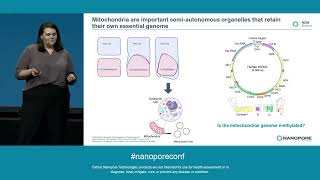 Longread sequencing reveals the molecular landscape of mitochondrial DNA 6mA methylation [upl. by Ahsimit]