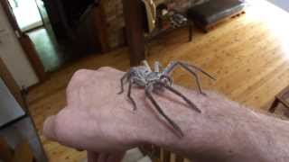 Handling a Huntsman Spider unedited version [upl. by Pentha]