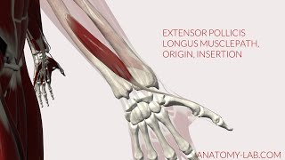 Extensor Pollicis Longus Musclepath Origin Insertion 3D Anatomy [upl. by Gathard840]