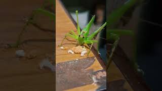 The grasshopper feeding time 🤣🤣 funny comedy holi grasshopper [upl. by Innep281]