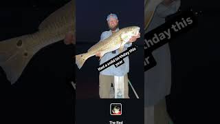 RED DRUM ON POPPING CORK WITH LIVE PIN FISH BIRTHDAY FISHING TRIP SHORT YOUTUBESHORTS SHORTSFEED [upl. by Ecnadnak]