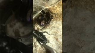 Electric blue tarantula Chilobrachys natanicharum feeding black cricket [upl. by Alber644]