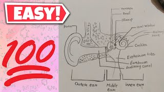 Structure of human ear step by step  Easy Human ear diagram youtubeindia howtodraw [upl. by Ahtibbat]