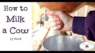 How to Milk a Cow By Hand or goat [upl. by Seraphim]