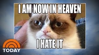 Grumpy Cat World Bids Farewell To Meme Sensation  TODAY [upl. by Brigham]