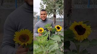 🌻🌻Girasoles 14 de febrero🌻🌻 girasol girasoles 14defebrero agronomia agricultura [upl. by Daniala695]