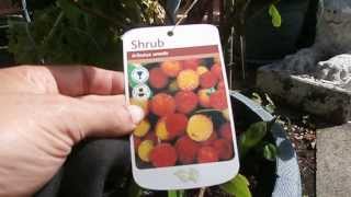 Arbutus Unedo  The Strawberry Tree and how to make more from either cuttings or sideshoots [upl. by Anahcra747]