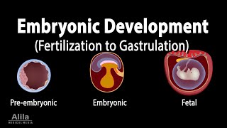 Embryology from Fertilization to Gastrulation Animation [upl. by Elinor346]