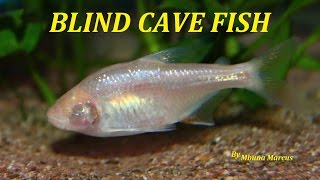 SUPER COOL AQUARIUM FISH  BLIND CAVE TETRA Astyanax mexicanus [upl. by Aidnyc]