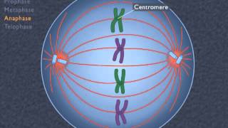 Animation How the Cell Cycle Works [upl. by Langille]