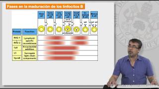 85 MECANISMOS DE GENERACIÓN DE LA DIVERSIDAD DE LINFOCITOS T Y B [upl. by Leur]