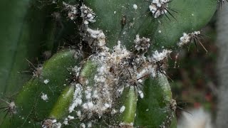 Mealybug HORROR at the Botanic Gardens [upl. by Haydon]