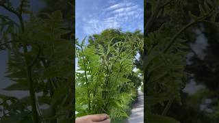 Fresh Diplazium Esculentum youtubeshorts viral villagelife vegetables [upl. by Potts]