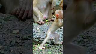 Best Action Of Monkey Life In Rainy Season They Are So Adorable Monkey babyanimal babymonkey [upl. by Percival]