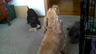 Cocker Spaniel with Puppy singing and barking [upl. by Jermaine]