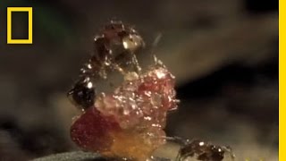 FleshEating Ants  National Geographic [upl. by Dave]