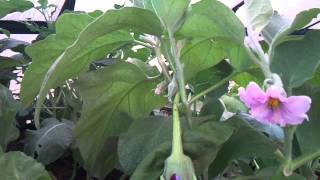 Aquaponics in the backyard tour  Canberra [upl. by Maryrose450]