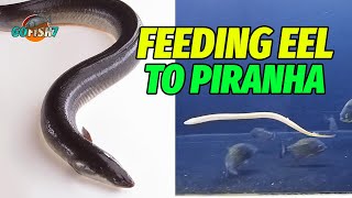 FEEDING AN EEL TO PIRANHA ITS INSTANTLY FINISHED  Piranha Fish Feeding  GOFISH7 [upl. by Otrebire]