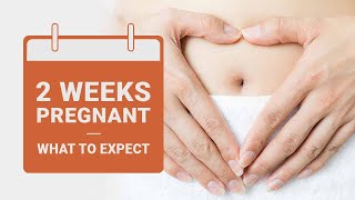 2 Weeks Pregnant  What to Expect  Pregnancy Week by Week [upl. by Anwahsak]