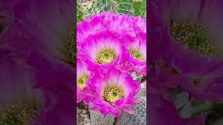 Echinocereus Flowers❤️ lyrics cover unstoppable kaktusy nature cactus sukulenty echinocereus [upl. by Pickett]