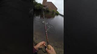 RAW FOOTAGE Northern Pike in Massachusetts off Live Bluegill [upl. by Negris73]