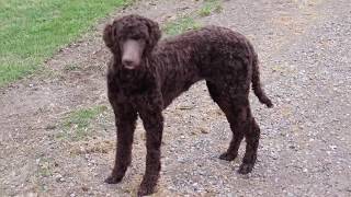 Penny Our Chocolate Standard Poodle [upl. by Bruno]