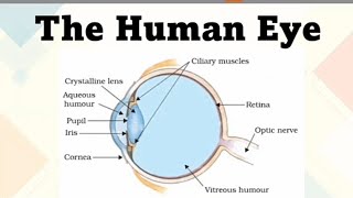 The Human Eye Biology class 10 humanbodysenseorgan [upl. by Larcher803]