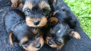 Teacup Yorkie X Standard Yorkie Puppies Available 6 Weeks Old [upl. by Essy]