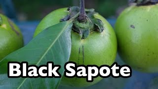 Black Sapote  The chocolate pudding tropical fruit [upl. by Wooster]