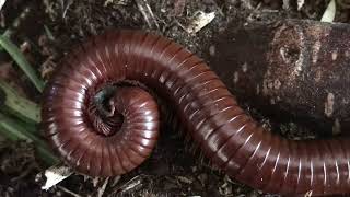 Ophistreptus Guineensis Chocolate Millipede  Coco [upl. by Ennaegroeg]