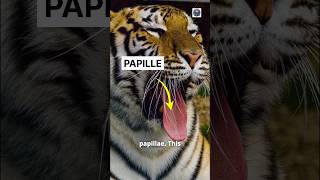 Tiger Papillae shorts [upl. by Schear]