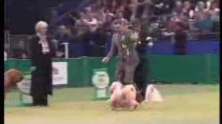 Crufts 2007 Best in Show [upl. by Eisyak]